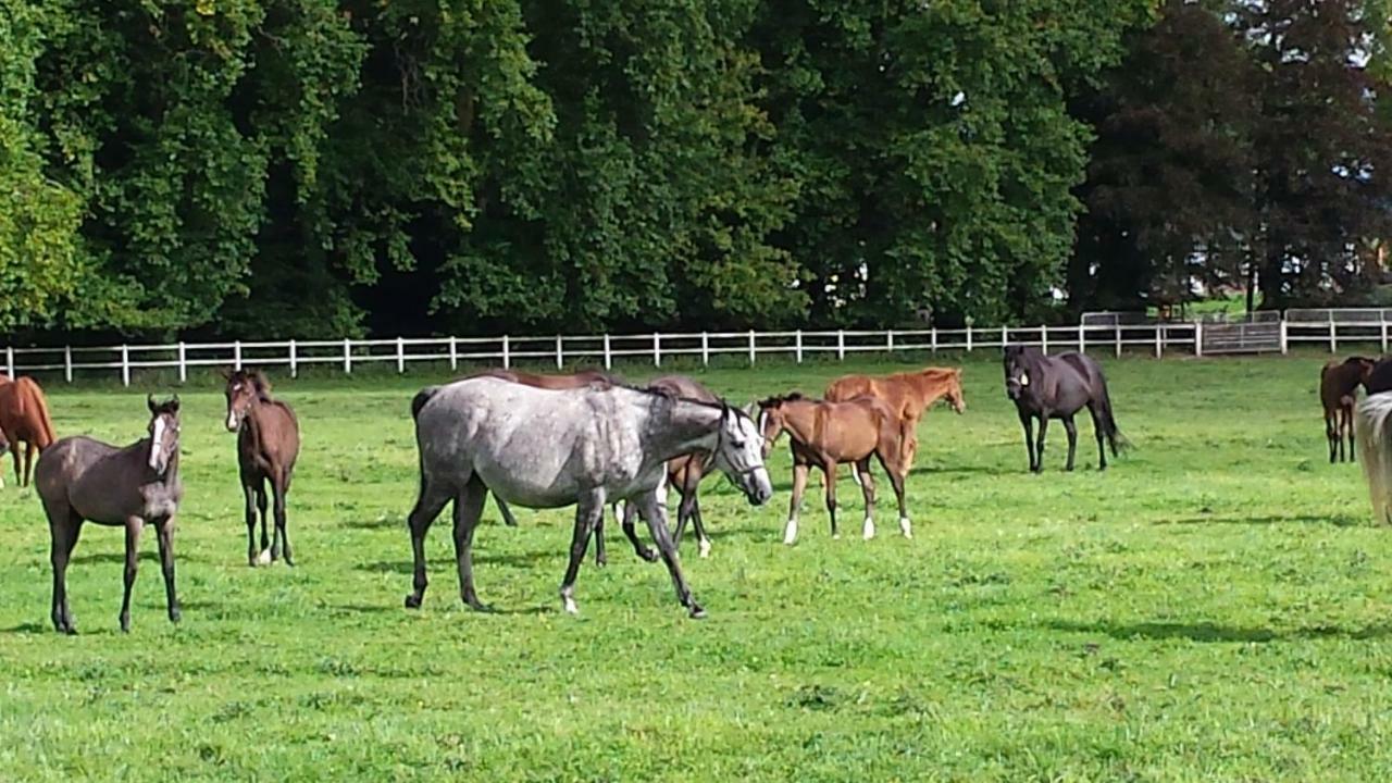 Gites De La Maison Du Haras Beuvron-en-Auge Exterior foto